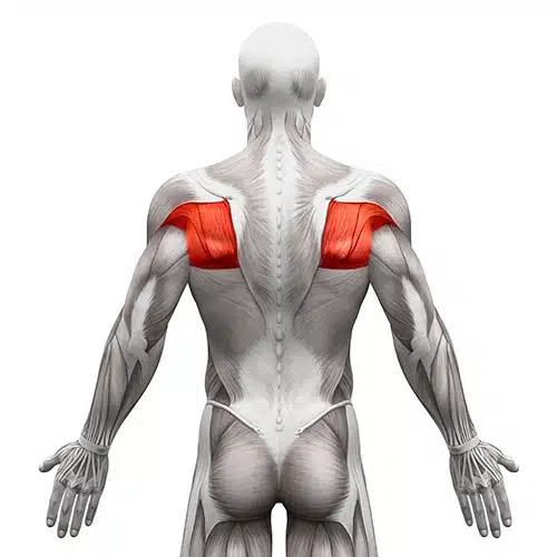 肩の筋肉の部分を表す画像