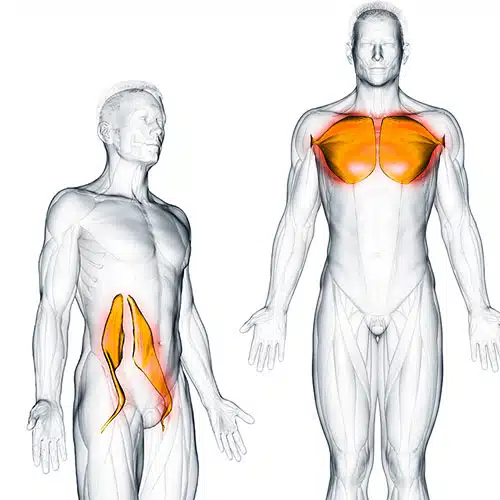 胸と股関節の筋肉の部分を表す画像